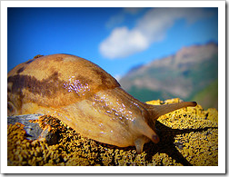 Snail in Harijan by Hamed Saber